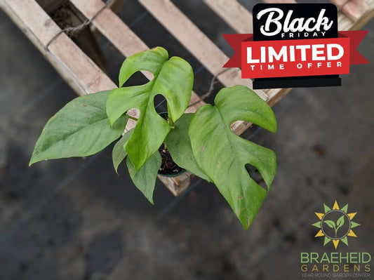 Mini Monstera Leaf Tetrasperma | order online Canada