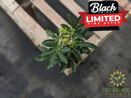 Umbrella Tree - Scheff Hawaiian Moonlight