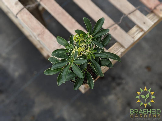Umbrella Tree - Scheff Hawaiian Moonlight