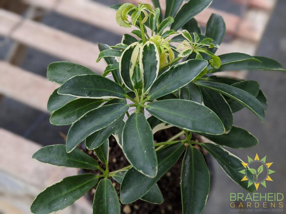 Umbrella Tree - Scheff Hawaiian Moonlight