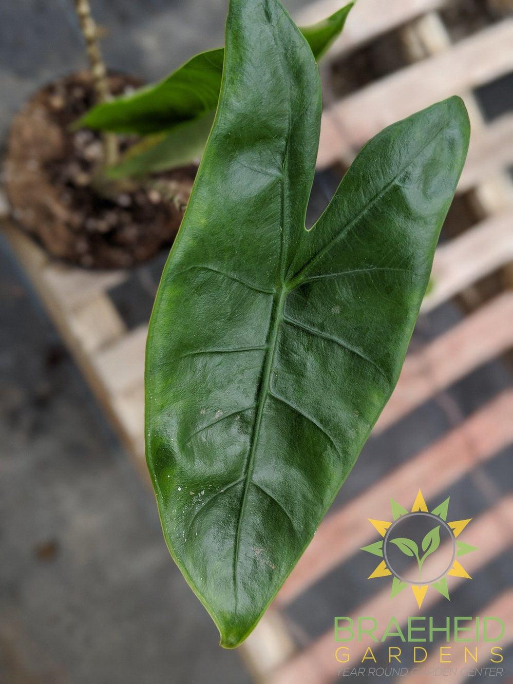Alocasia Zebrina Tiger