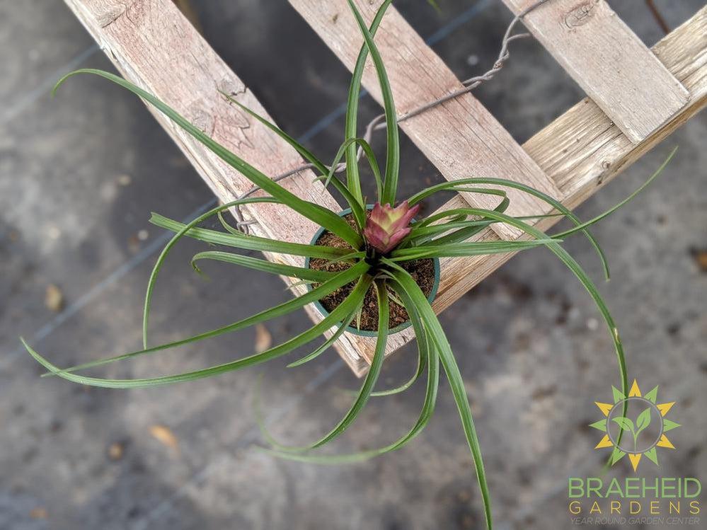 Tillandsia Cyanea (Volcano plant)