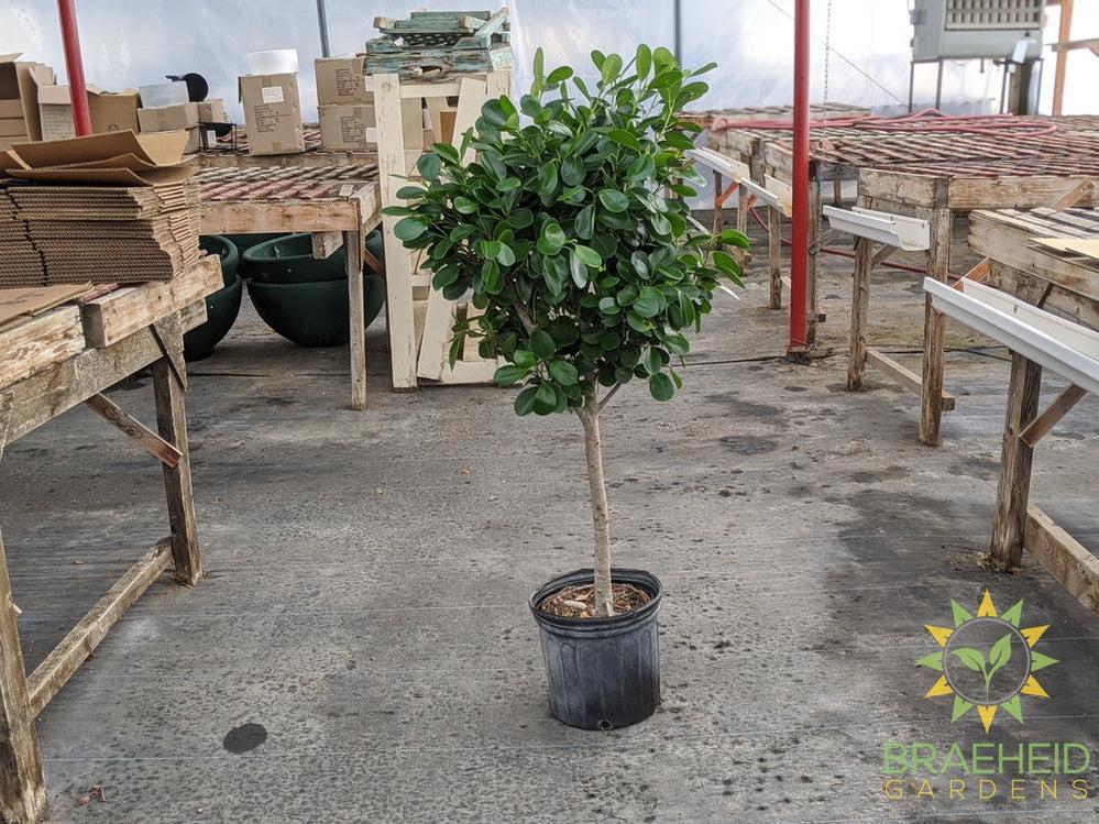 Large Ficus Moclame - NO SHIP -