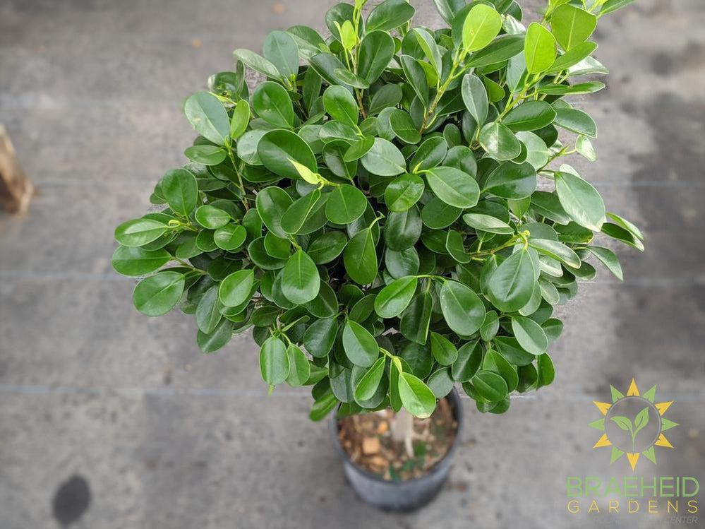 Large Ficus Moclame - NO SHIP -