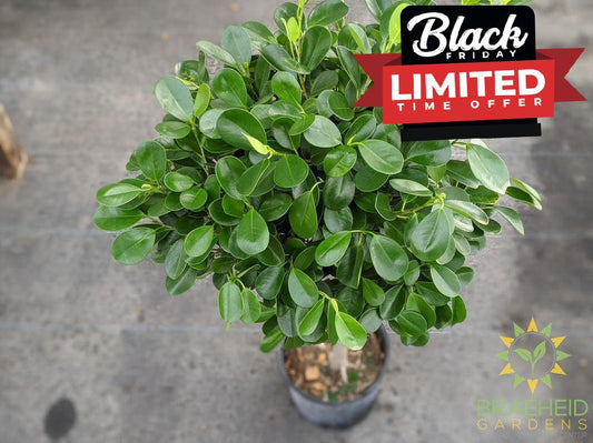 Large Ficus Moclame - NO SHIP -