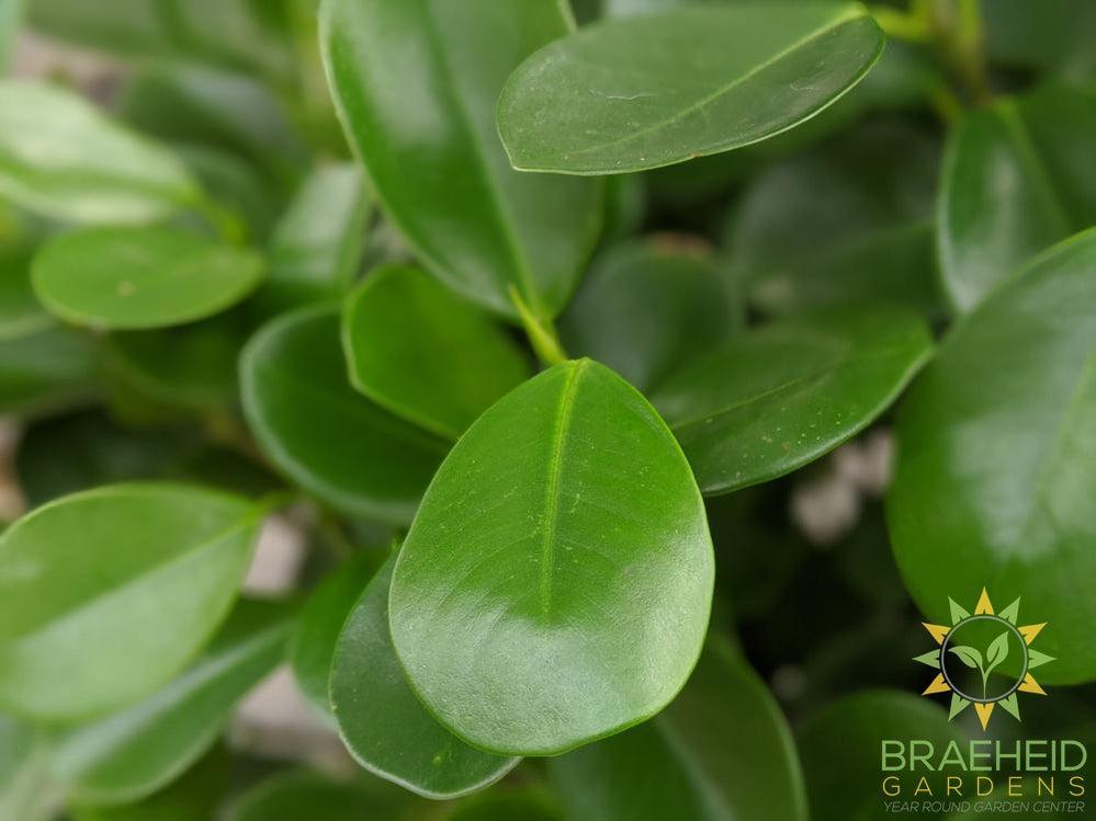 Large Ficus Moclame - NO SHIP -