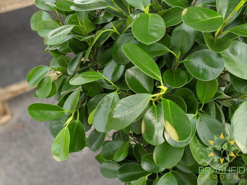 Large Ficus Moclame - NO SHIP -