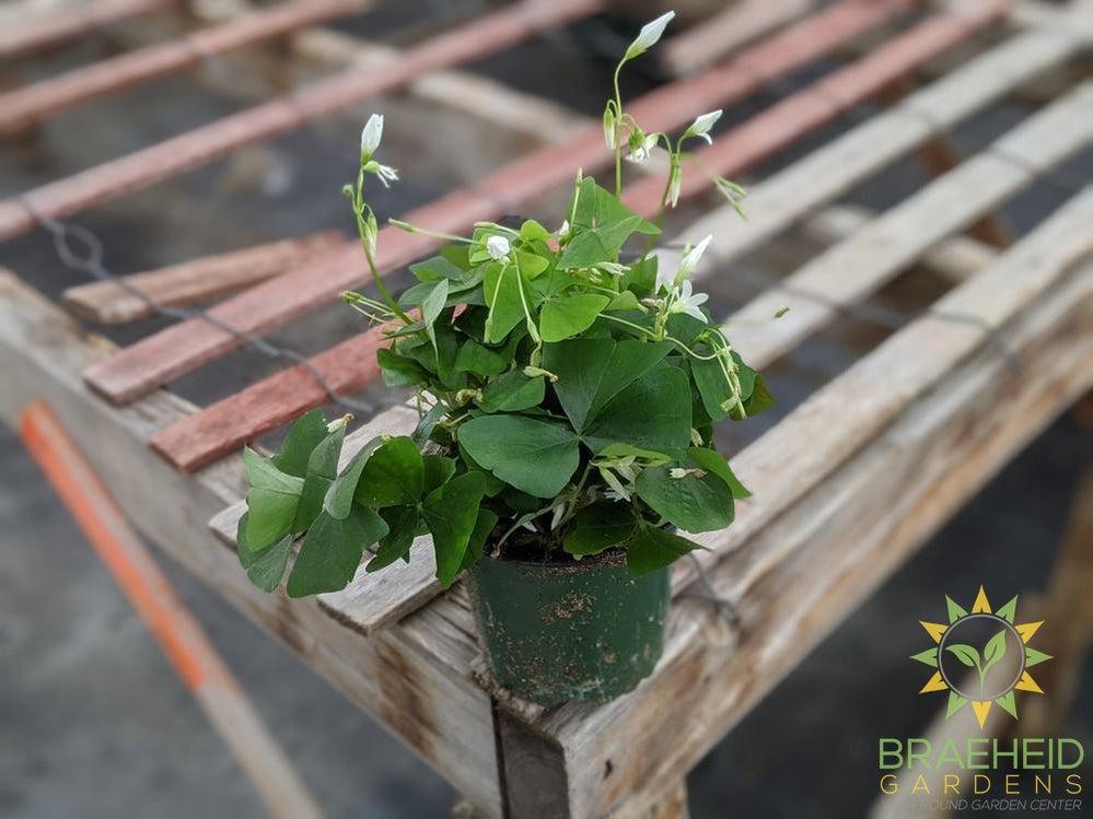 Green Oxalis ( Shamrock)