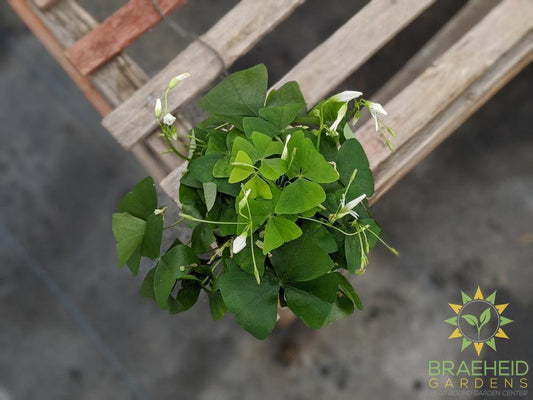 Green Oxalis ( Shamrock)