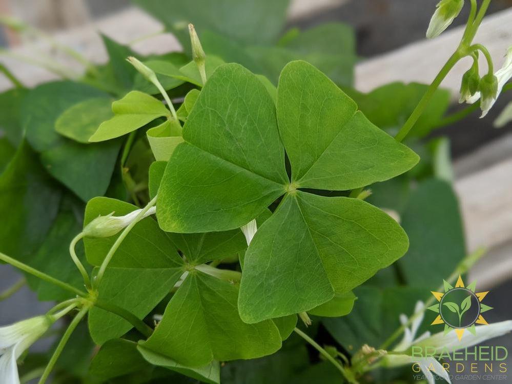 Green Oxalis ( Shamrock)