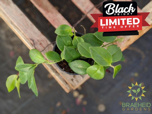 Mona Lisa Lipstick Plant