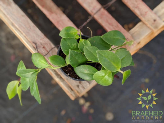 Mona Lisa Lipstick Plant
