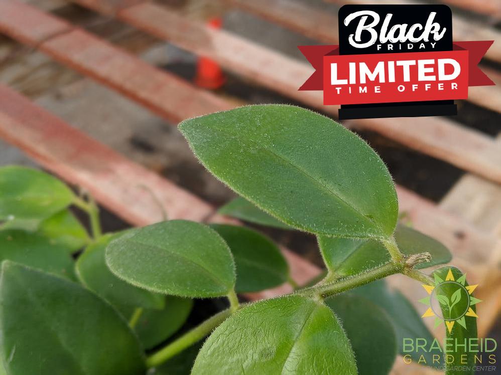 Mona Lisa Lipstick Plant