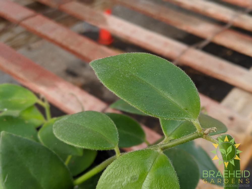 Mona Lisa Lipstick Plant