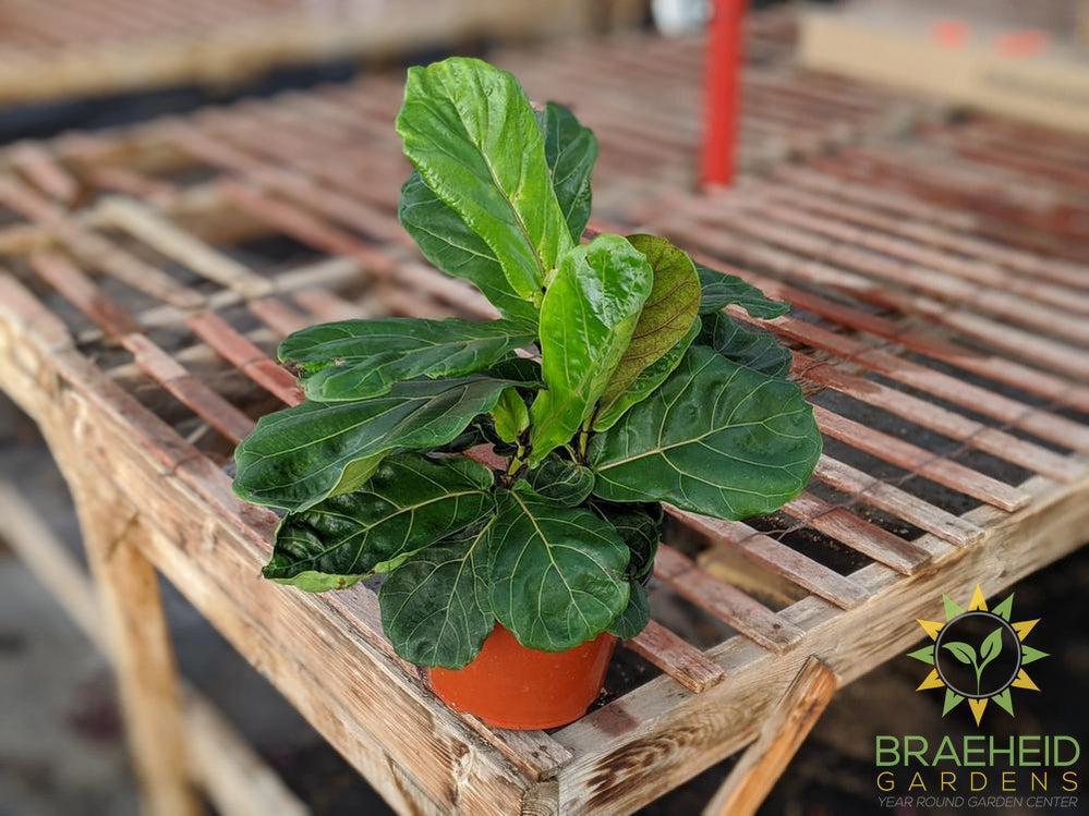 Large Fiddle Leaf Fig Bush - NO SHIP