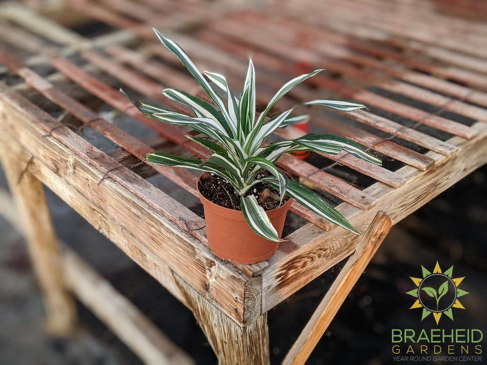 Dracaena White Jewel - Dracaena Deremensis