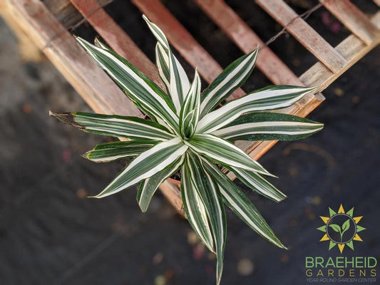 Dracaena White Jewel - Dracaena Deremensis