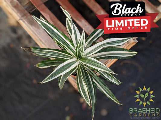 Dracaena White Jewel - Dracaena Deremensis