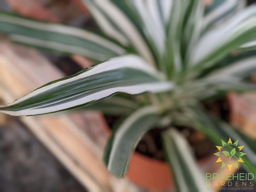 Dracaena White Jewel - Dracaena Deremensis