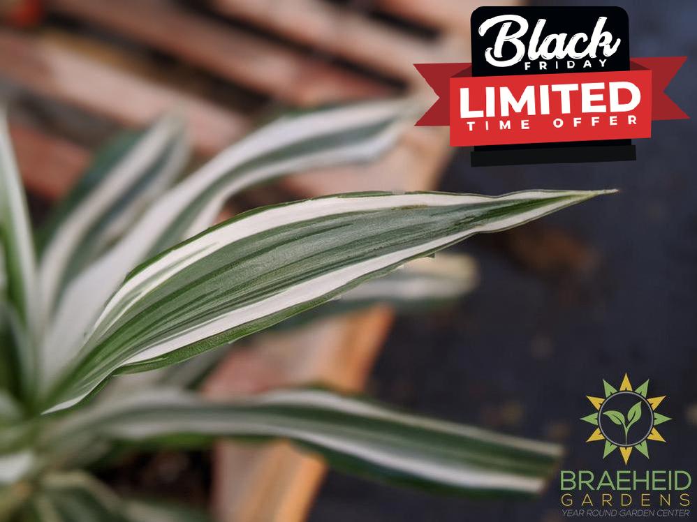 Dracaena White Jewel - Dracaena Deremensis