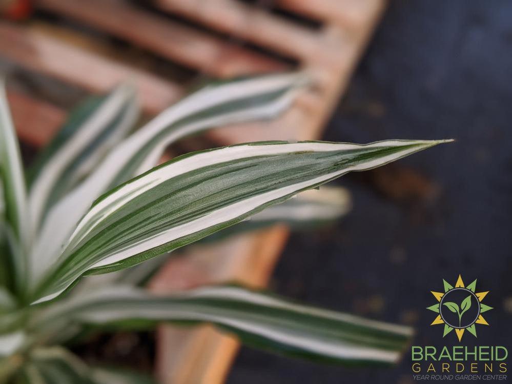 Dracaena White Jewel - Dracaena Deremensis