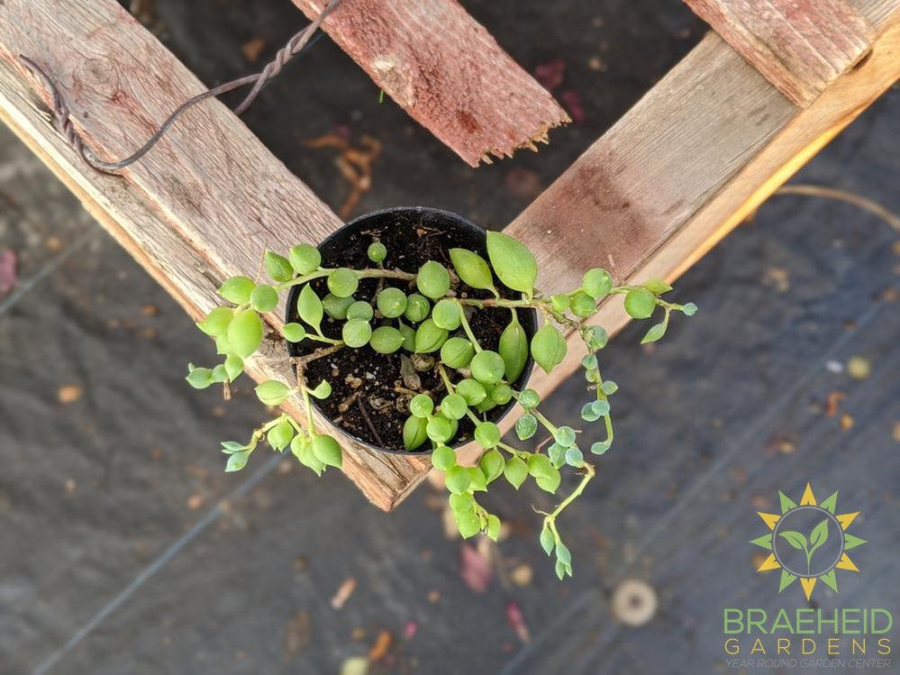 String of Raindrops