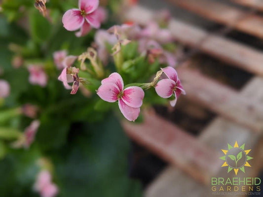 Kalanchoe blossfeldiana