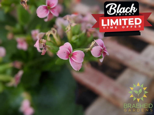 Kalanchoe blossfeldiana