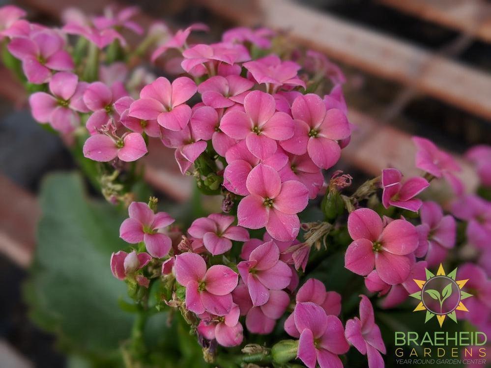 Kalanchoe blossfeldiana