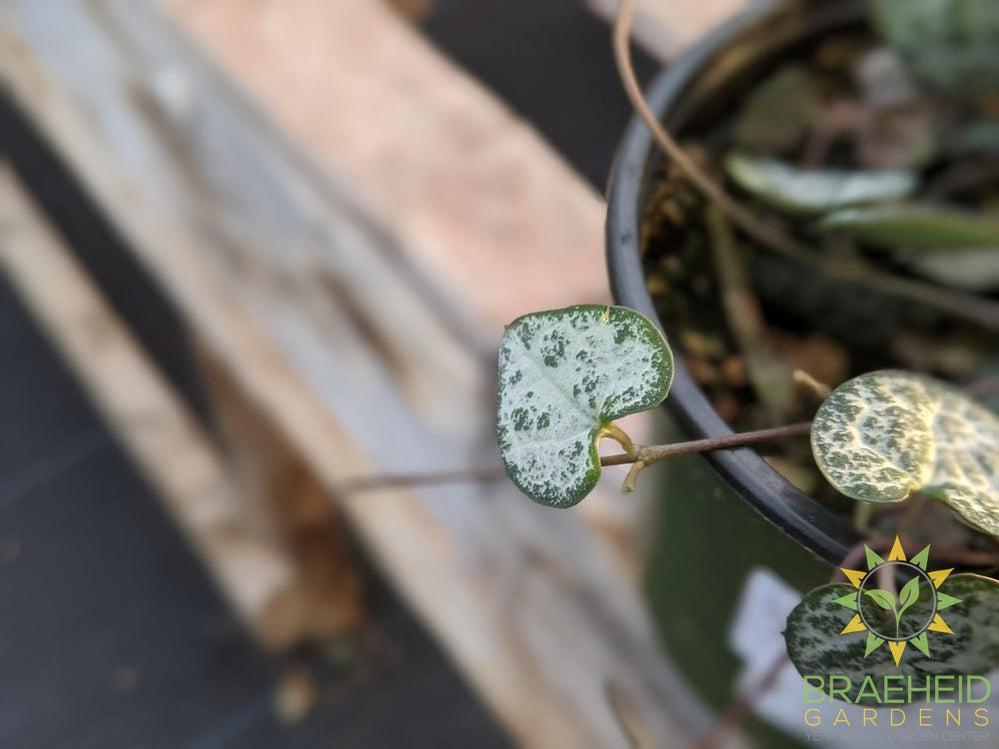 String of Hearts