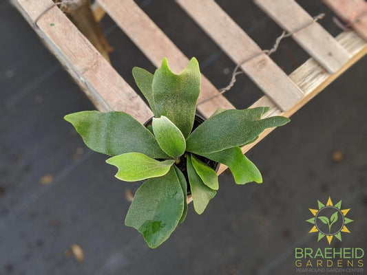 Staghorn Fern