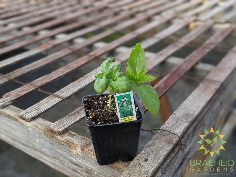 Herb Sweet Large Leaf Basil - NO SHIP -