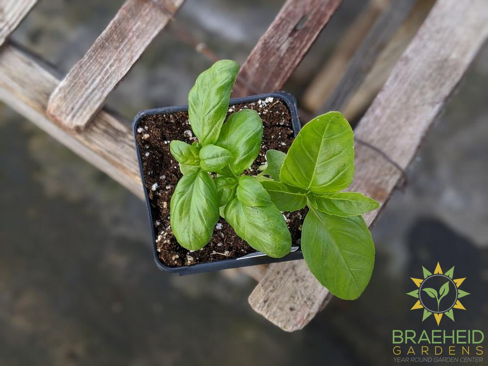 Herb Sweet Large Leaf Basil - NO SHIP -