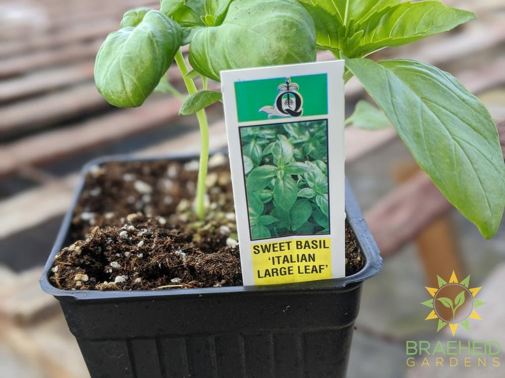 Herb Sweet Large Leaf Basil - NO SHIP -