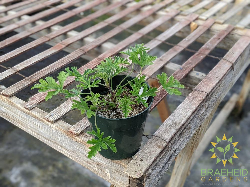 Citronella