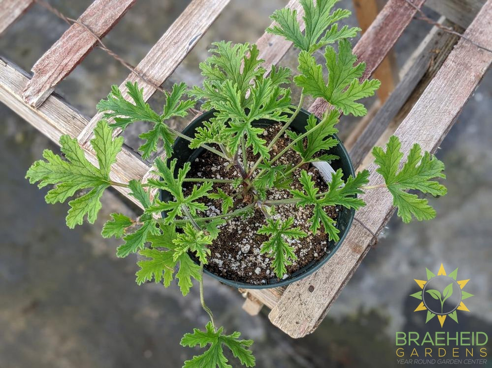 Citronella