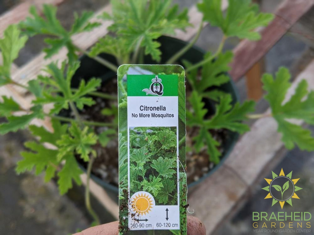 Citronella