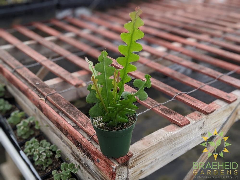 Fishbone Cactus - Epiphyllum Anguliger