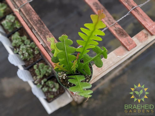 Fishbone Cactus - Epiphyllum Anguliger