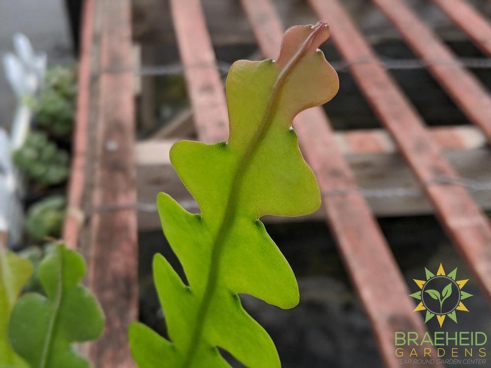 Fishbone Cactus - Epiphyllum Anguliger