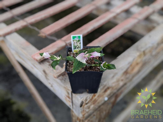 Blushing Bride Tradescantia Andersoniana
