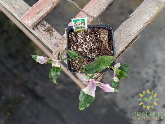 Blushing Bride Tradescantia Andersoniana