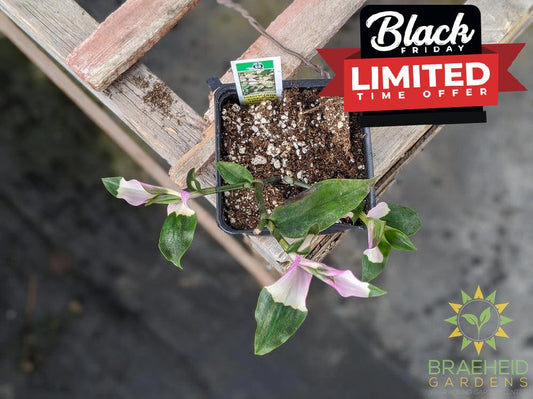 Blushing Bride Tradescantia Andersoniana