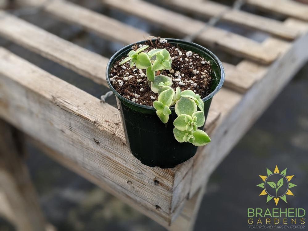 Crassula 'Pellucida Variegata'