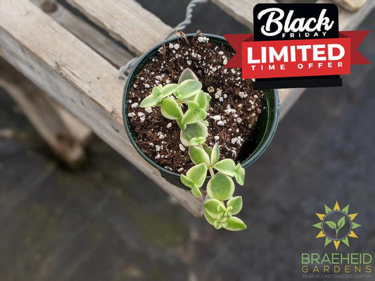 Crassula 'Pellucida Variegata'