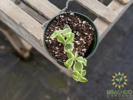 Crassula 'Pellucida Variegata'
