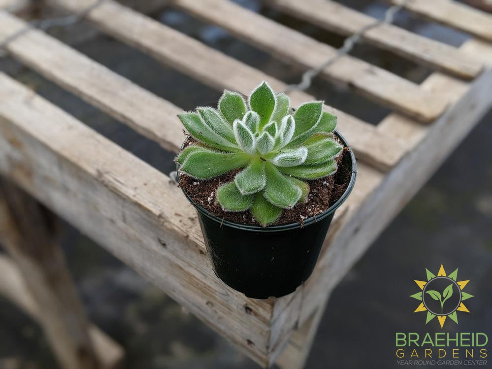 Echeveria 'Setusa Arrow'