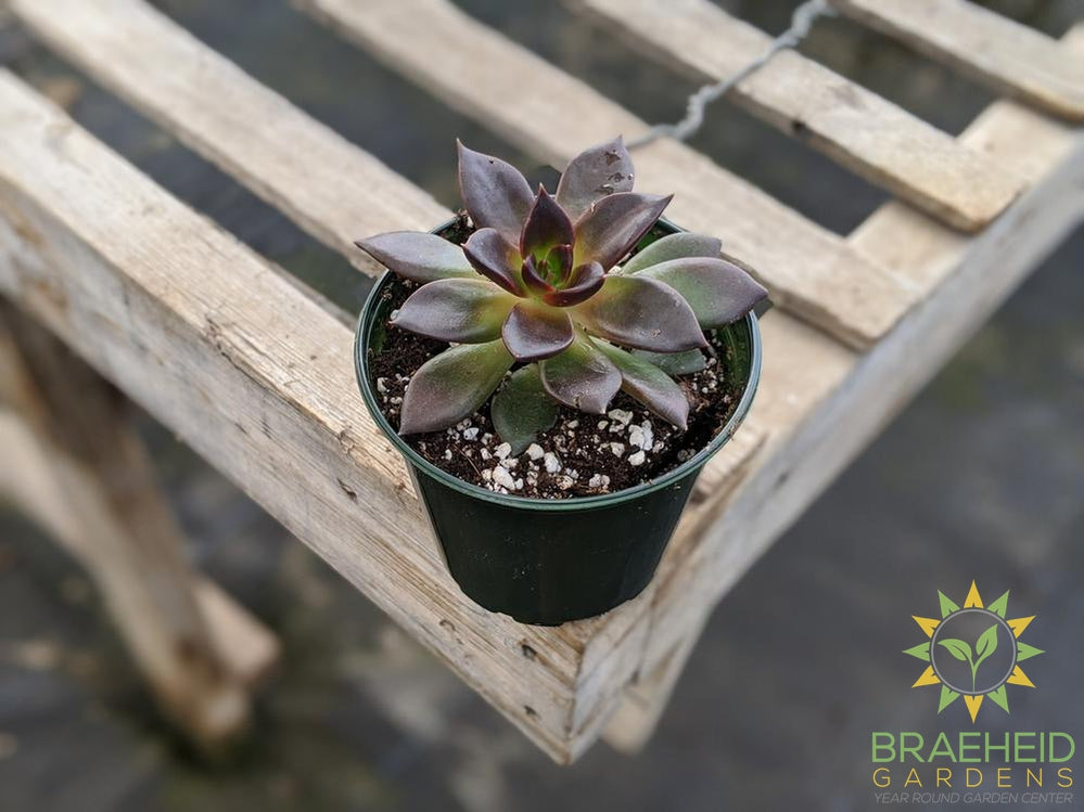 Echeveria 'Preta'