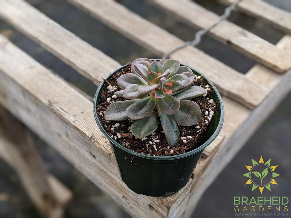 Echeveria 'Chroma'