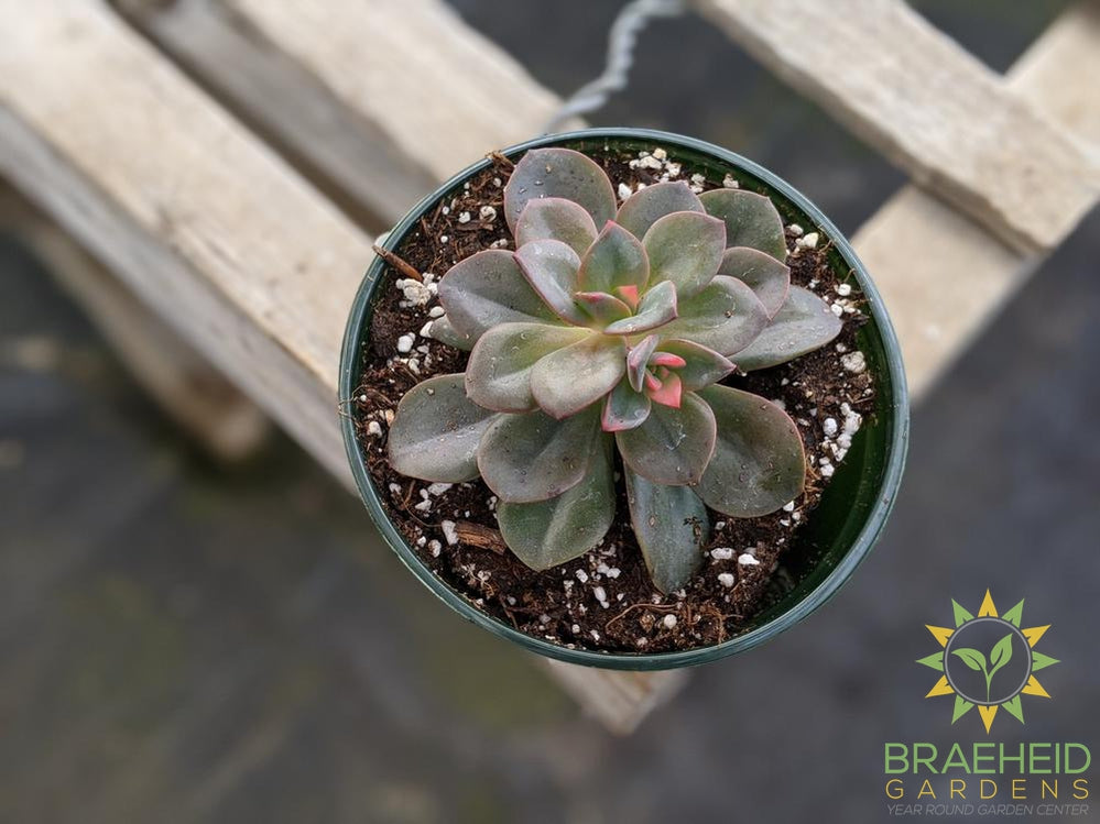 Echeveria 'Chroma'
